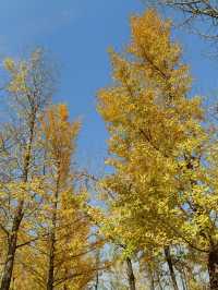 秦陵遺址賞秋攻略