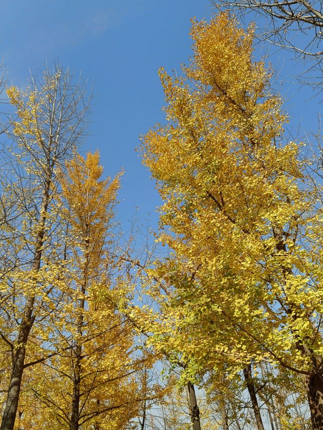 秦陵遺址賞秋攻略