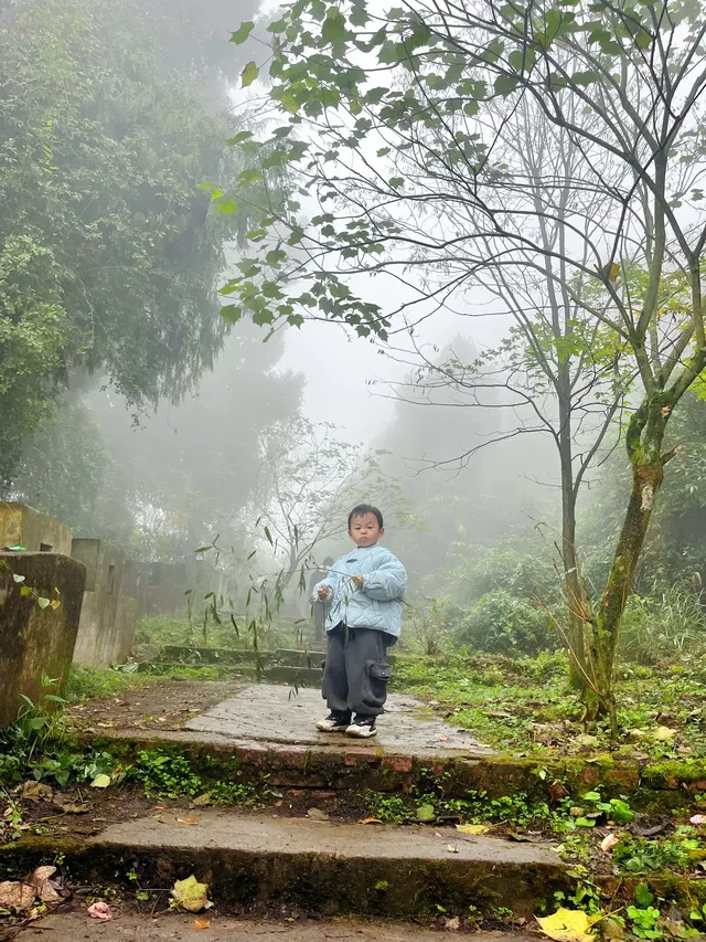 看2025年葛仙山最後一場銀杏雨11.16live