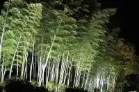 東京賞秋必看—昭和紀念公園銀杏燈光秀攻略