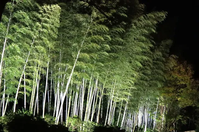 東京賞秋必看—昭和紀念公園銀杏燈光秀攻略