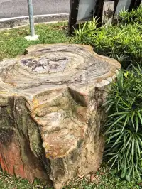 KL半小時逃進世界自然遺產遇見國鳥