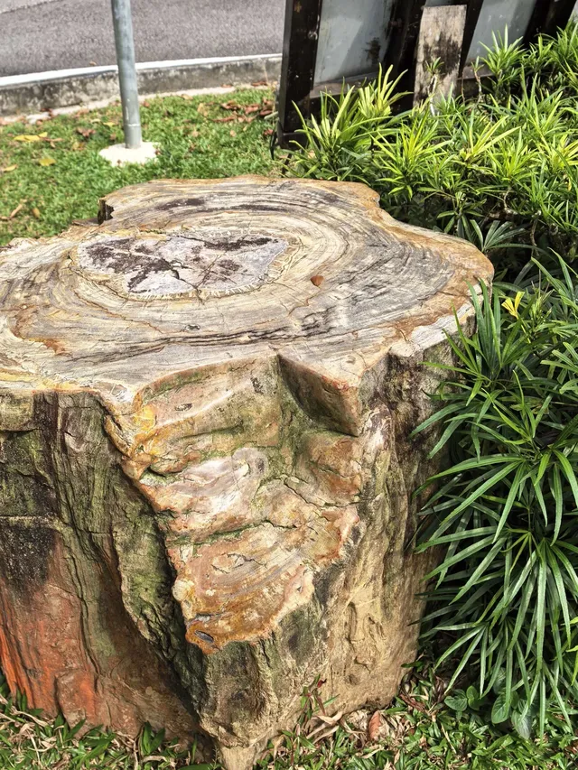 KL半小時逃進世界自然遺產遇見國鳥 KL半小時逃進世界自然遺產遇見國鳥