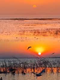 平頂山白龜湖|中原天鵝湖觀鳥指南