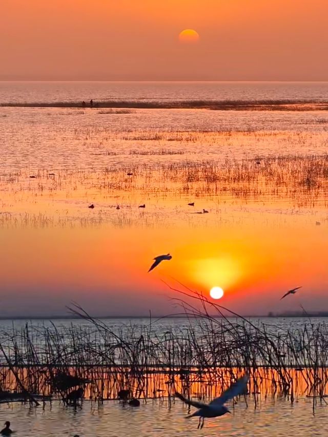 平頂山白龜湖|中原天鵝湖觀鳥指南 平頂山白龜湖|中原天鵝湖觀鳥指南