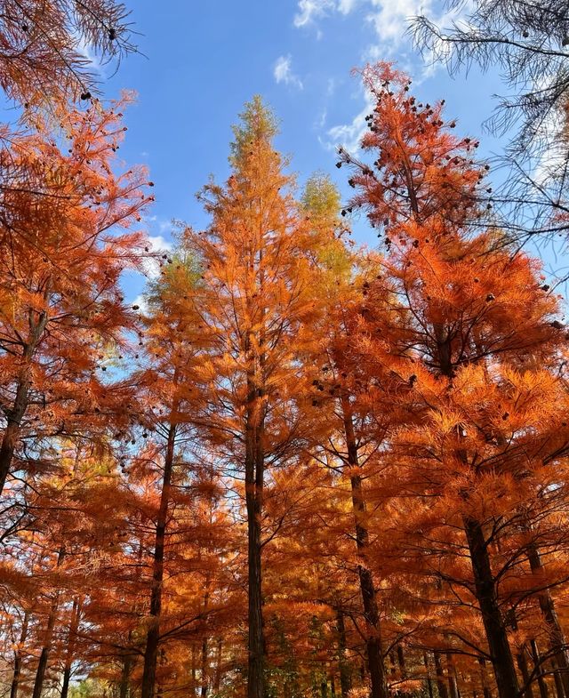 西昌,冬日的一抹秋 西昌,冬日的一抹秋