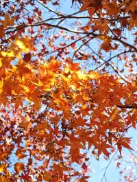 莫干山蔣公古道反穿10KM|楓葉超美