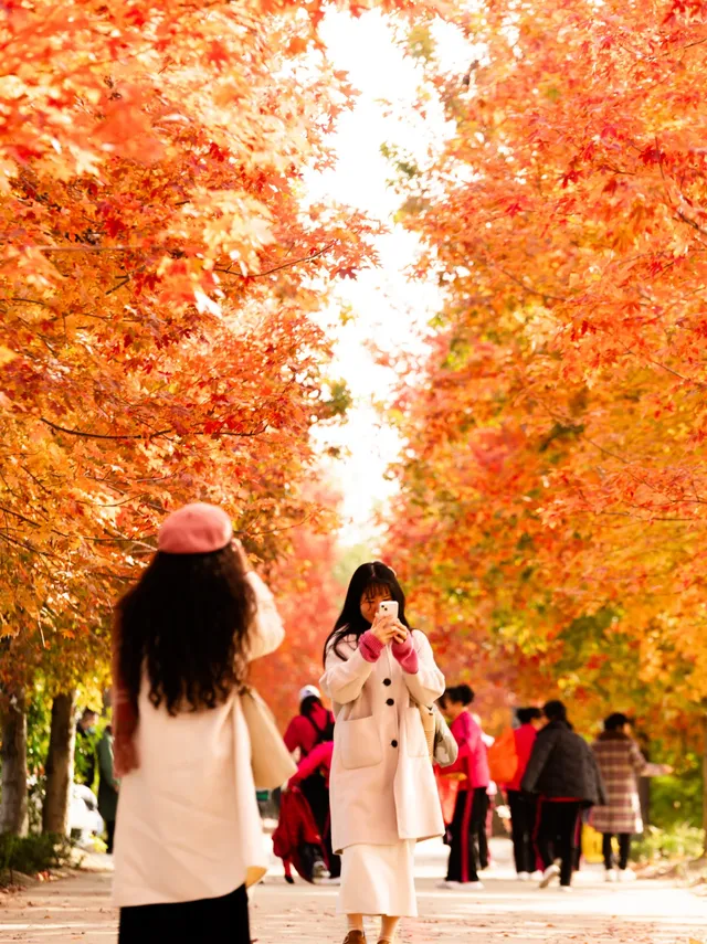 盼瘋了!陽澄湖紅楓大道已進入全紅模式! 盼瘋了!陽澄湖紅楓大道已進入全紅模式!
