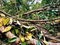 Ultimate List of Vietnam Jungle Tracks: Dive into The Evergreen World