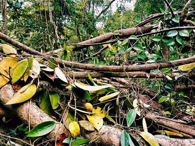 Ultimate List of Vietnam Jungle Tracks: Dive into The Evergreen World Ultimate List of Vietnam Jungle Tracks: Dive into The Evergreen World