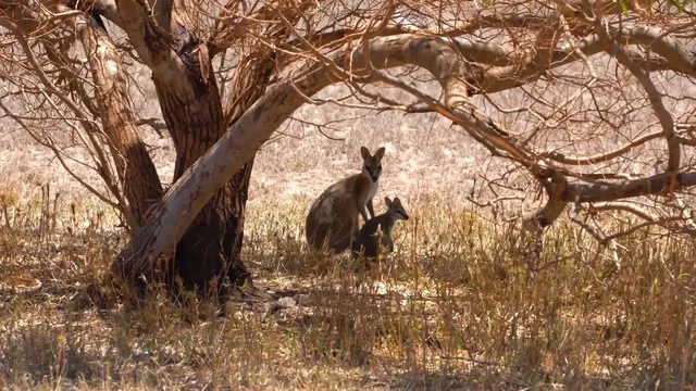 被譽為「海底熱帶雨林」-澳大利亞大堡礁
