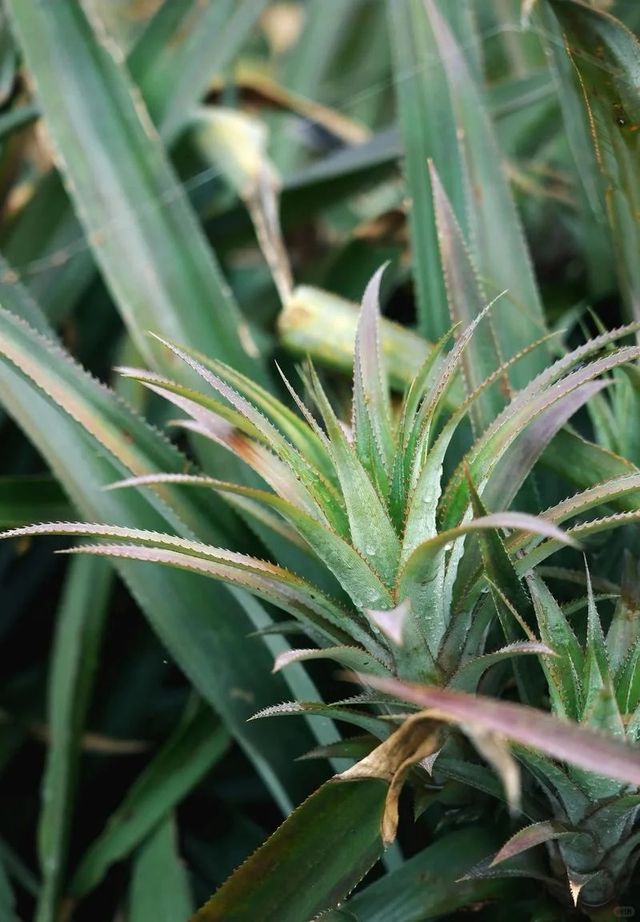 被問爆的南端海景民宿,趕海看日出太絕 被問爆的南端海景民宿,趕海看日出太絕