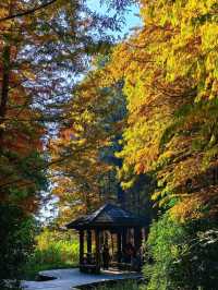 鎮江金山湖水杉林全攻略邂逅初冬童話秘境