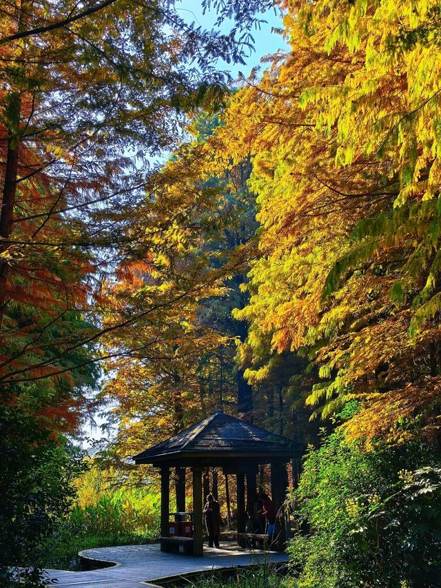 鎮江金山湖水杉林全攻略邂逅初冬童話秘境 鎮江金山湖水杉林全攻略邂逅初冬童話秘境