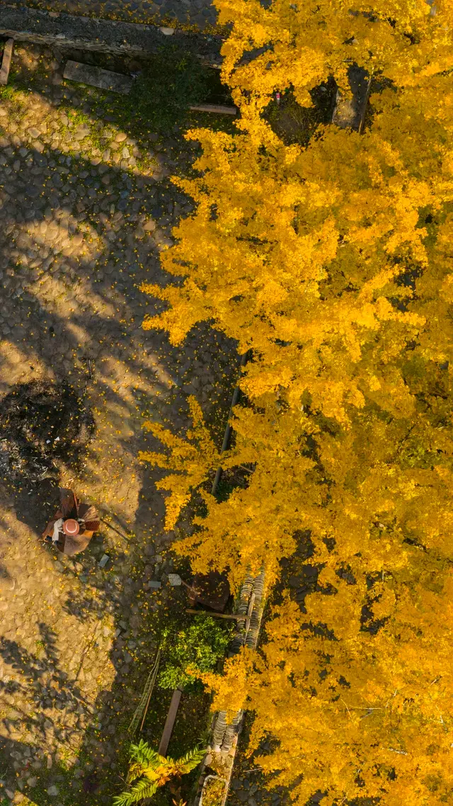 12.4實拍溫州銀杏王黃透了曬秋同框拍照 12.4實拍溫州銀杏王黃透了曬秋同框拍照