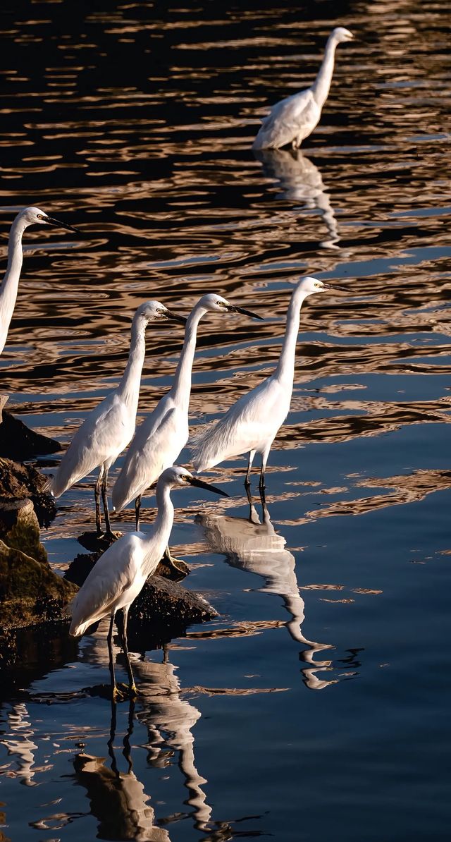 順濟橋畔觀鳥勝地