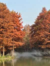 尚湖秋日醉美秘境