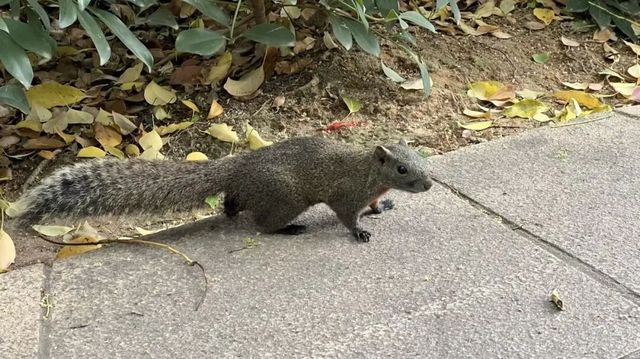 廈門版「瘋狂動物城」上線!山林湖海間,藏著人與自然共生的浪漫 廈門版「瘋狂動物城」上線!山林湖海間,藏著人與自然共生的浪漫