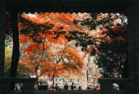 魯迅公園的秋日啟示:「生命暫停鍵」 金黃的銀杏葉像撒了一地碎金,紅楓則像一團團燃燒的火焰, 陽光