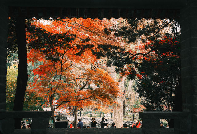魯迅公園的秋日啟示:「生命暫停鍵」 金黃的銀杏葉像撒了一地碎金,紅楓則像一團團燃燒的火焰, 陽光 魯迅公園的秋日啟示:「生命暫停鍵」 金黃的銀杏葉像撒了一地碎金,紅楓則像一團團燃燒的火焰, 陽光