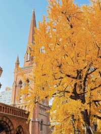 深秋限定！上海聖三一教堂銀杏與穹頂的絕美邂逅