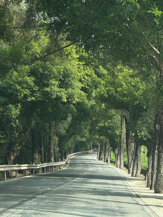 佛山小新疆治癒遊 佛山小新疆治癒遊