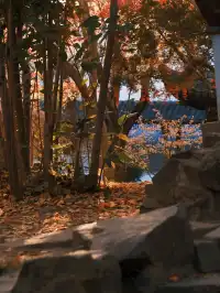 不在京都2025上海賞楓天花板