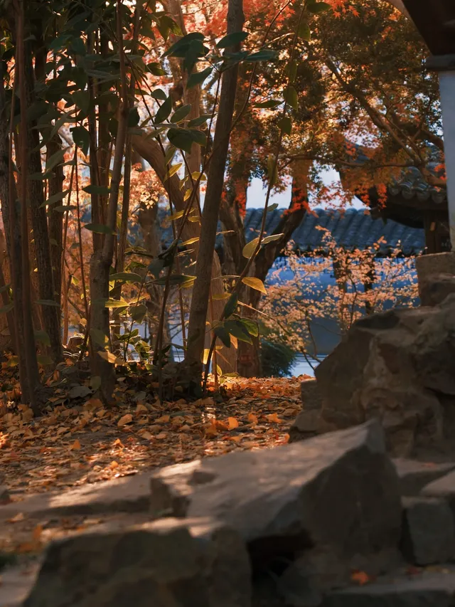 不在京都2025上海賞楓天花板 不在京都2025上海賞楓天花板