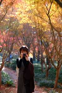 上海金山·花開海上 今年份的紅葉