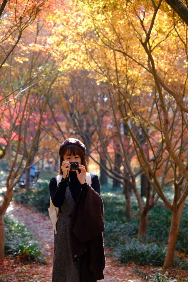 上海金山·花開海上 今年份的紅葉 上海金山·花開海上 今年份的紅葉
