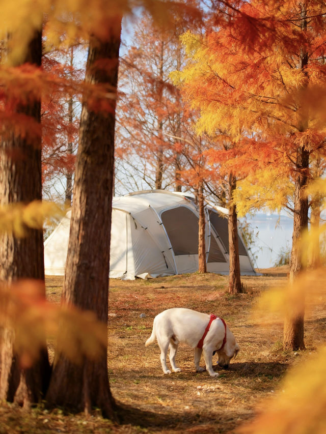 【上海1h直達·湖邊水杉秘境露營地】 【上海1h直達·湖邊水杉秘境露營地】