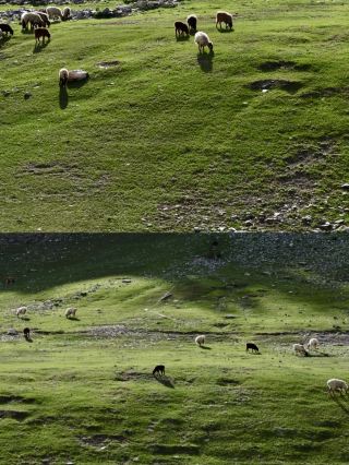 동천산 아래 꽃바다, 너무 아름다워 숨이 멎을 듯해요