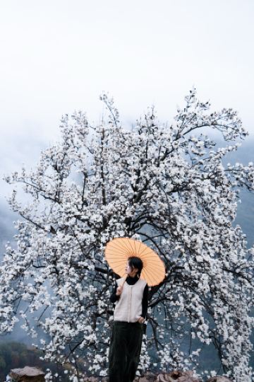 Waited for two years and finally captured this magnolia tree on the cliff edge