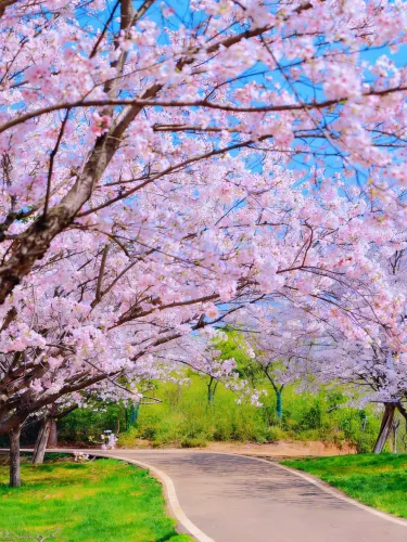 Wuhan's free sea of cherry blossoms where you can camp and bring your dog!  | Trip.com Wuhan