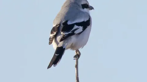 Shenyang's Hidden Birdwatching Spots, Birds Are Waiting for You to See Them — traveler post in Kangping