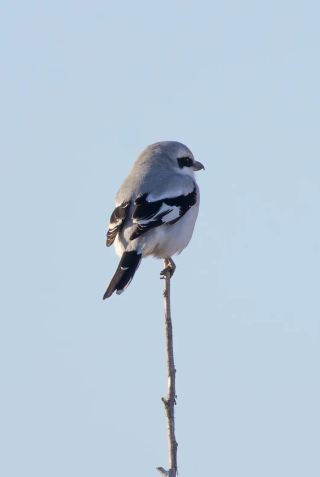 瀋陽の宝物のようなバードウォッチングスポット、鳥たちがあなたを待っています