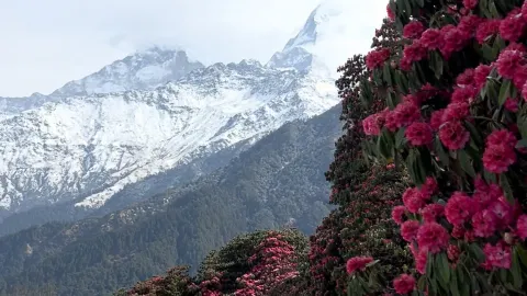 รวมคลิปการเดินป่า | อัปเดตสดล่าสุดเกี่ยวกับการเดินป่าในเนปาล! — traveler post in กาฐมาณฑุ