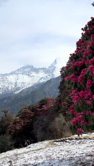 รวมคลิปการเดินป่า | อัปเดตสดล่าสุดเกี่ยวกับการเดินป่าในเนปาล!
