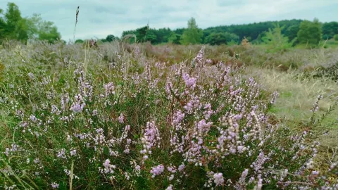 The Dreamy Purple Magic of Brunssummerheide, Limburg 🌿💜 — traveler post in Heerlen