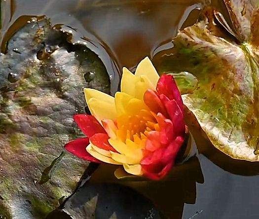 二色の睡蓮が隠れた特別な配色で開花 | Trip.com 南安