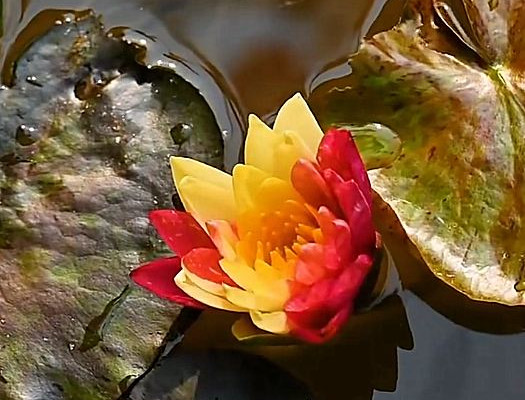 外装塗装　睡蓮花 二色の睡蓮が隠れた特別な配色で開花 | Trip.com 南安