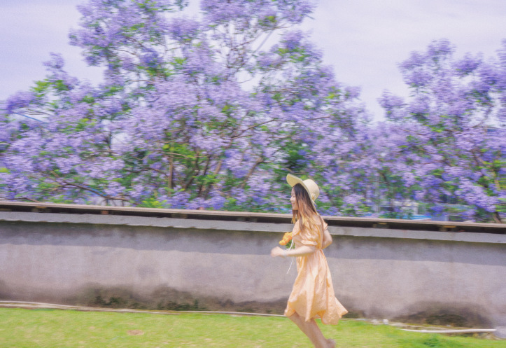雲南ではなく、重慶にも自分だけのジャカランダの花海があります