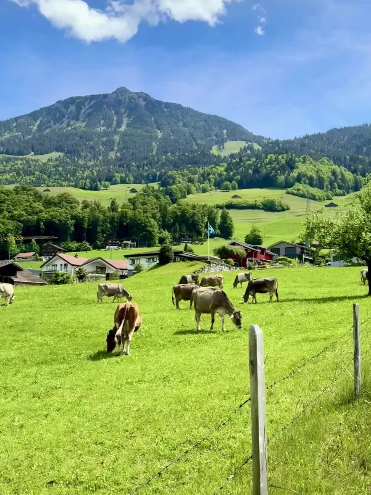 Nature’s Art Gallery 🇨🇭✨  
