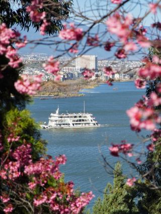 大理団山公園｜穴場のお花見スポット、絶景写真が撮れてレッサーパンダも撫でられる