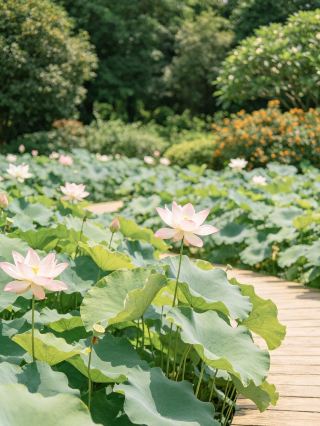 남녕 청수산 여름 가족 체험 학습｜연못에 들어가 연근의 비밀 탐구하기
