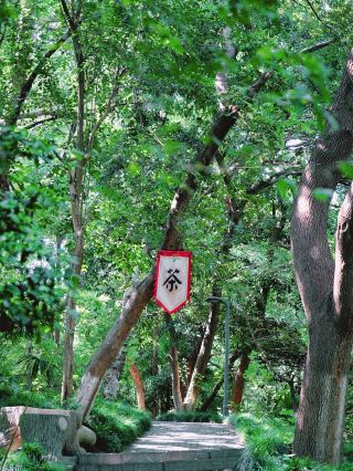 Wuhu City Walk | A local's hidden gem: The tranquility of Zheshan Park