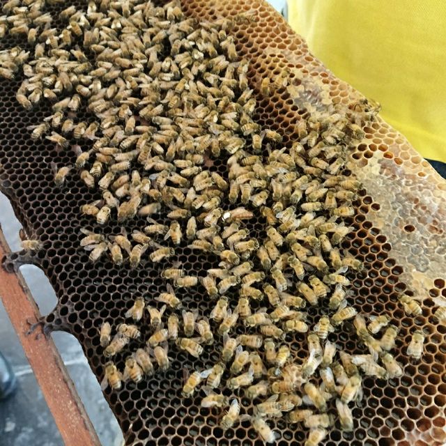 Galeri Lebah Melaka