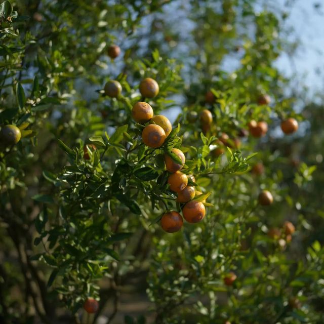 สวนส้มจินจู ม่อนแต่มเชียงใหม่🍊
