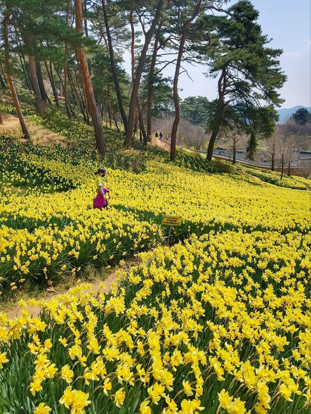 이제 곧 만개할 수선화천국💛서산 유기방가옥