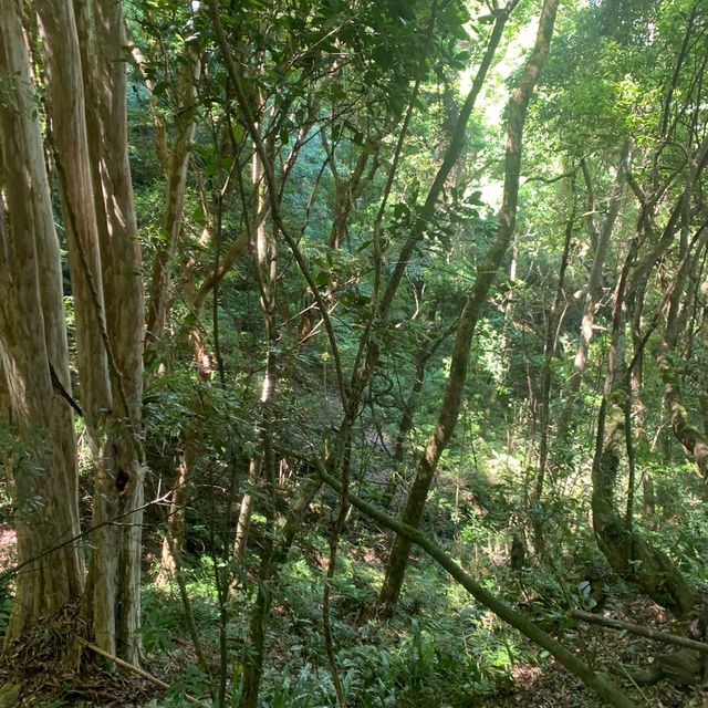 此生必去-最美的部落 司馬庫斯 神木群登山步道挑戰